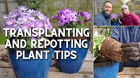 Transplanting and Repotting Plant Tips