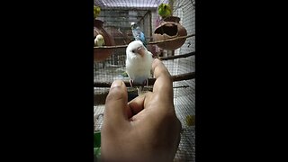 Tamed baby Budgerigar ❤️ birds 🐦