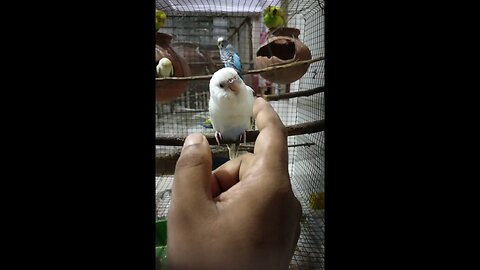 Tamed baby Budgerigar ❤️ birds 🐦