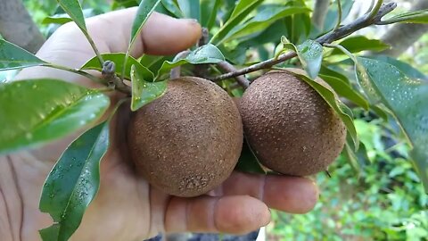 frutífera produzindo em vaso sapoti jabuticaba Sabará vai ter promoção de frutíferas nesse sábado