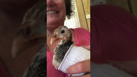 Cutest baby Guinea fowl poses for camera