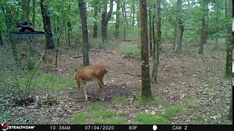 5 whitetail deer Trail cam video 7-4-2020