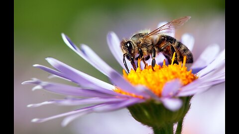 The Honey Bee & The Housefly