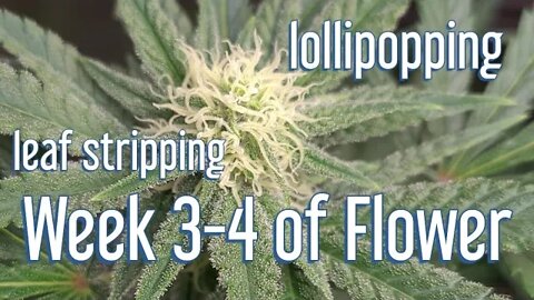 Defoliation & Lollipopping | FLOWER WEED EASILY [ORGANIC]