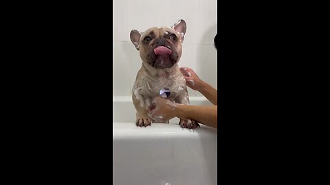 Dog Shower Much Needed | Mochi The French Bulldog