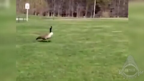goose chasing people -funny geese attack compilation