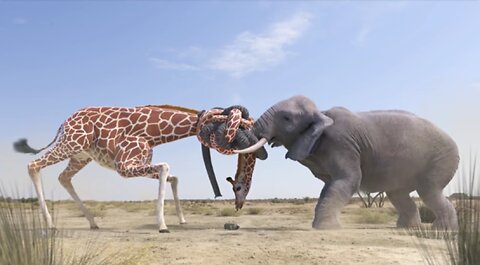 Elephant vs Giraffe Water Fight