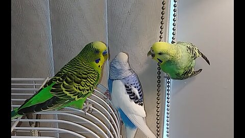 Curtain call for budgies