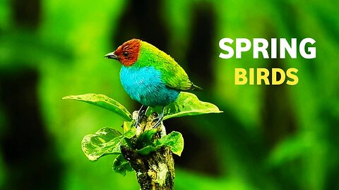 Spring Birds | Beautiful Bird Scenes And Sounds|