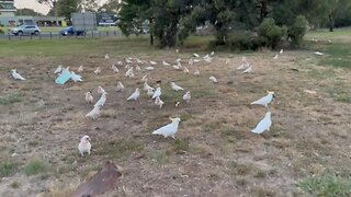 Cockatoos & I