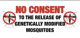 GMO Mosquito War on Maui Hawaii
