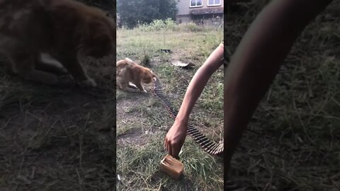 Ukrainian war cat with soldiers