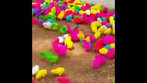 Coloured chicks