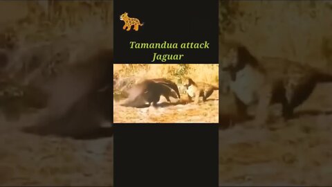 Tiger try to attack tamandua #shorts #youtubeshorts #shortvideo