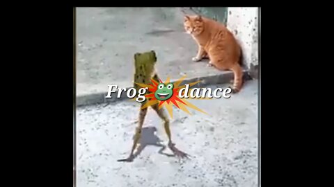 Frog Dance and cat watch him