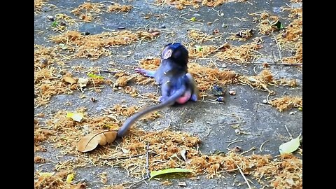 Little monkey is injured, after falling down from the high tree.