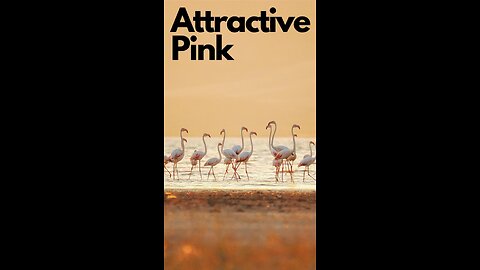 "The Flamboyant Gathering: A Flock of Flamingos"