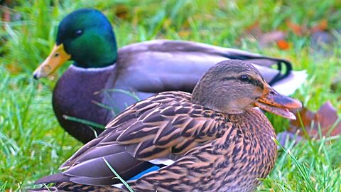 Mallard Duck Hens Have a Heated Quacking Argument. Drakes Get Involved