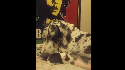 Great Dane and guinea pig share unlikely friendship