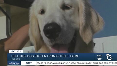 Deputies: golden retriever dognapped from outside Encinitas home