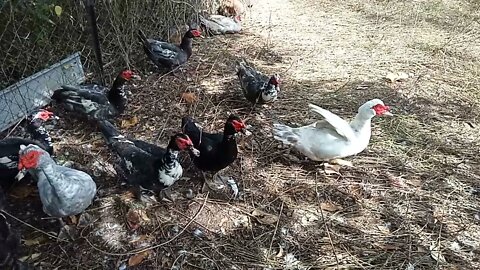 Some Muscovy Drakes 11th July 2021