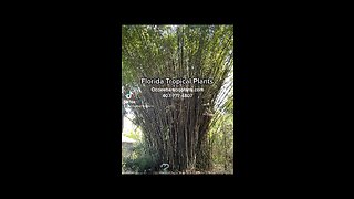 Tropical plant Nursery Florida 407-777-4807