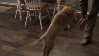 Puppy dancing with his dad in the kitchen!