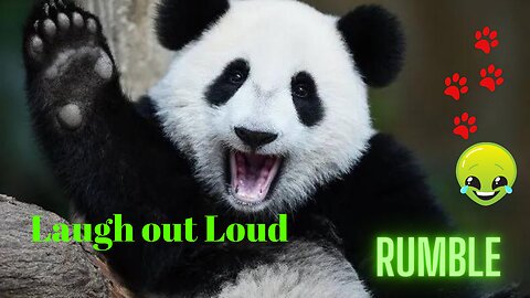 "Laugh out Loud: Hilarious Compilation of Animals in Unusual Situations!"