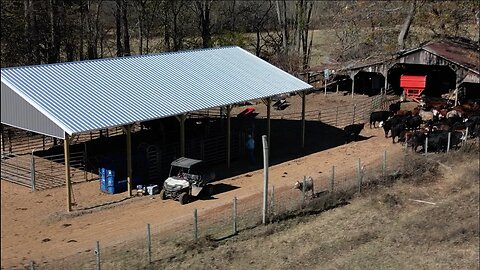 Putting the new cattle facilities to work!