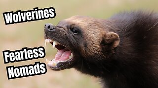 Wolverines: Fearless Nomads