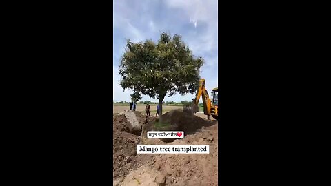 #tree transplant