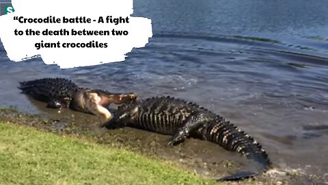 Crocodile battle - A fight to the death between two giant crocodiles