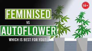 Auto-Flowering vs Feminised: Which is best for you?