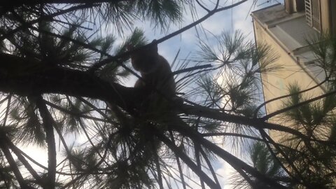 Una otra de las gatitas en el parque comunitario del CAK (P2)