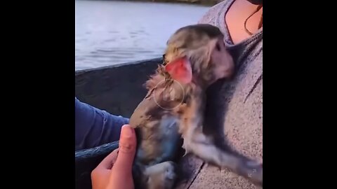 Most popular video. Someone helping a little monkey who was caught in a fishing net