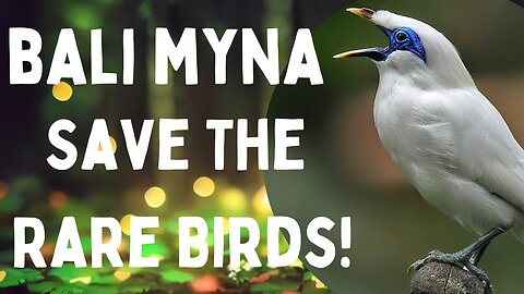 🐦 Saving the Bali Myna: Preserving Rarity for Future Generations