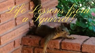 Life Lessons from a Squirrel