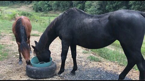 A review of treatment the day after. Rain scald / rain rot / mud fever treatment Part IV