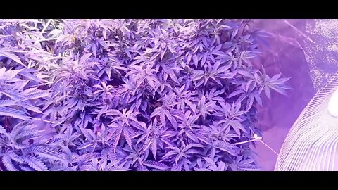 Cannabis Transition to Bloom. Iceberg Slim OG, Scottiface OG F2, Platinum Pearl OG