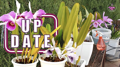Cattleya purpurata Scale Prevention Treatment Basic Winter Care UPDATE #ninjaorchids #orchidcare