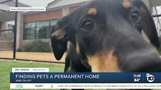 Pet of the Week: Rumble