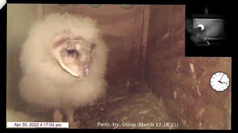 12:15 am Owlets hear something but nothing there. 4:17 am MO delivers a rat to Olivia. 4-30-22