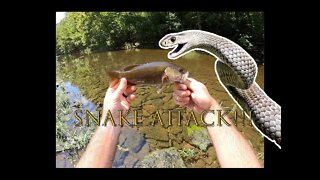 Attacked by a snake!! (Saved a Life!)