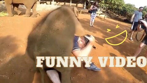 Funny Animals Scarring And Chasing People 2021 Compilation