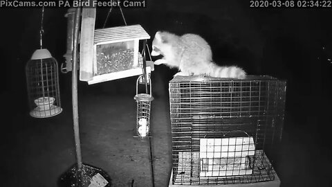 Raccoon knocks over bird bath and gets into feeder