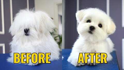 Before and After | Hair Cut of Cute Baby Dog | #babydog