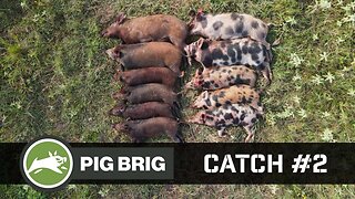 Pig Brig Feral Hog Trapping | 19 more Feral Hogs eradicated | Texas Jagd