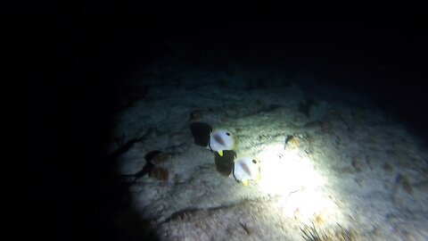 Night Dive at Molasses Reef
