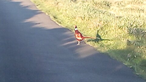 #hazzard, #awareness, fkn Pheasants, #biker, #summer, #ride,