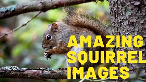 Amazing Squirrel images / imágenes únicas de ardilla comiendo